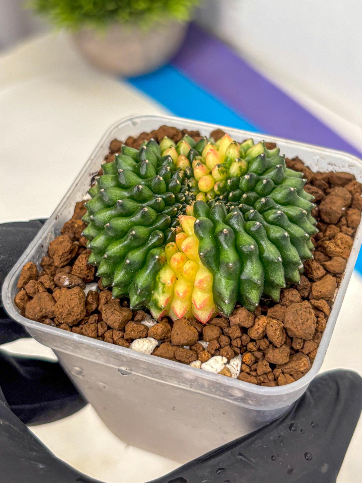 Gymnocalycium Inermis Cristata (gy2) (12) | Variegated Cactus