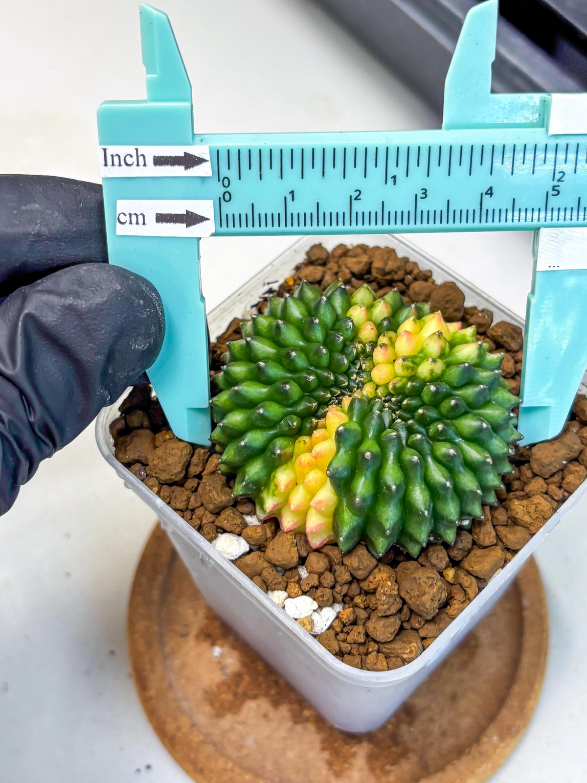 Gymnocalycium Inermis Cristata (gy2) (12) | Variegated Cactus