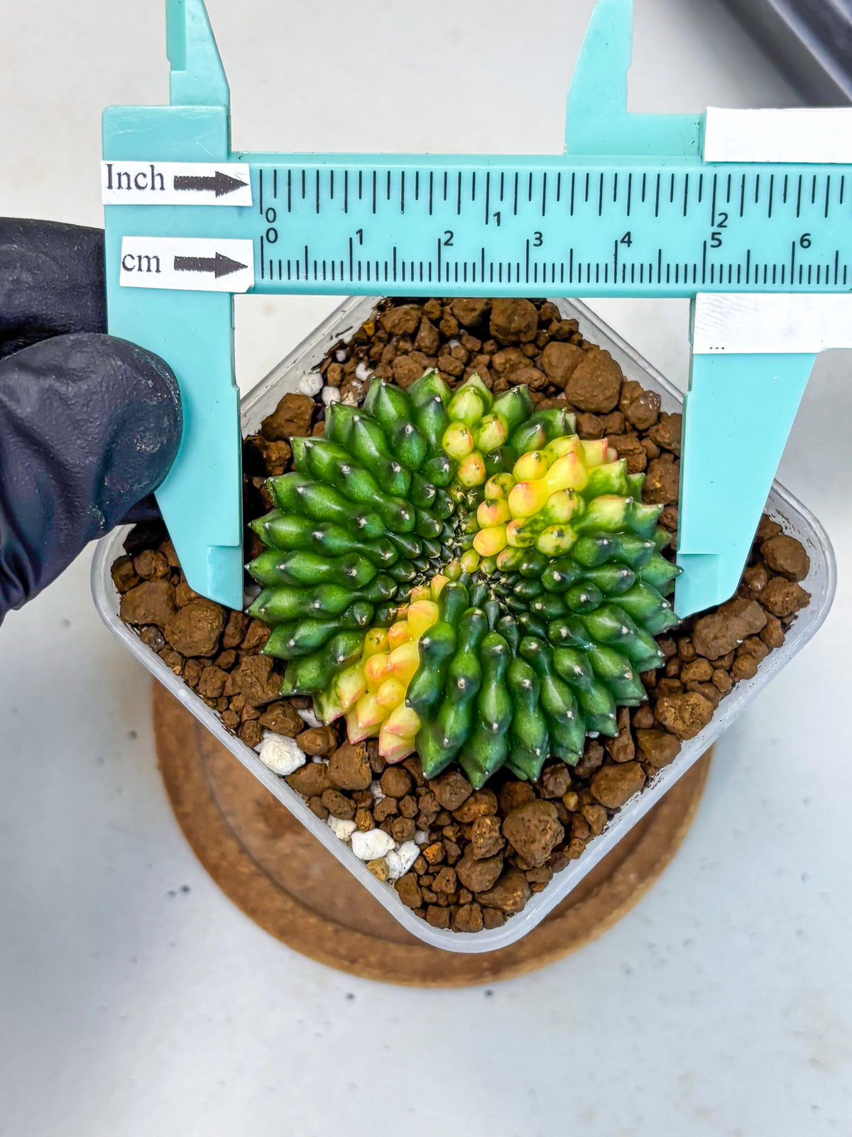 Gymnocalycium Inermis Cristata (gy2) (12) | Variegated Cactus