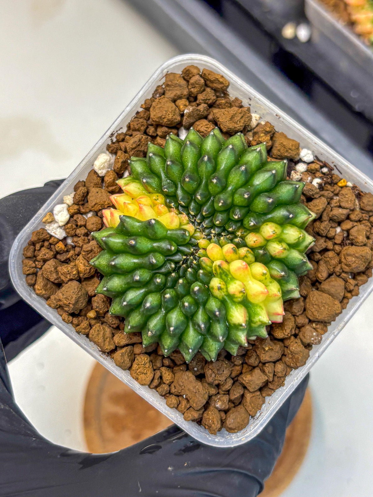 Gymnocalycium Inermis Cristata (gy2) (12) | Variegated Cactus