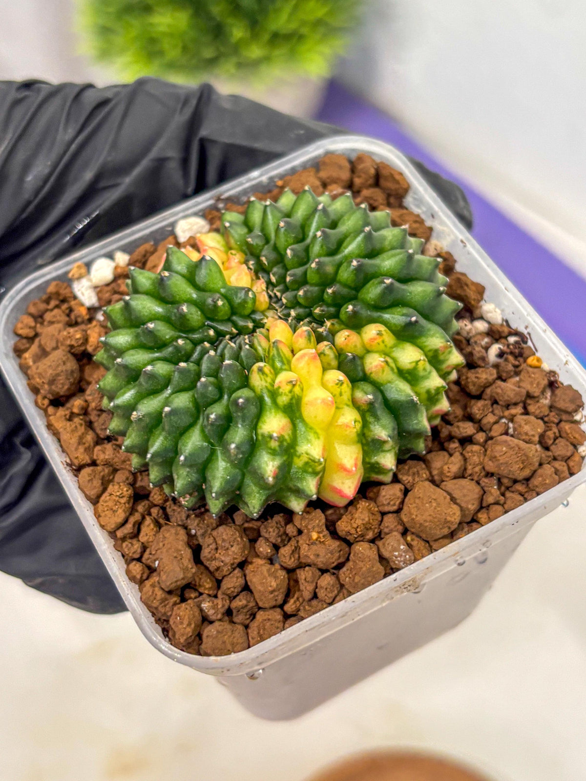 Gymnocalycium Inermis Cristata (gy2) (12) | Variegated Cactus
