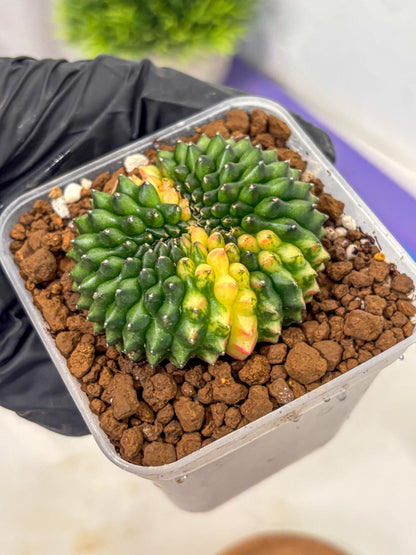 Gymnocalycium Inermis Cristata (gy2) (12) | Variegated Cactus