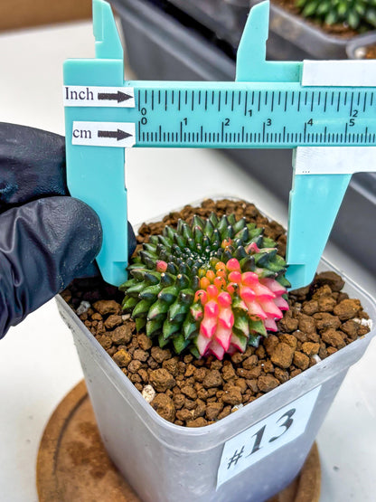 Gymnocalycium Inermis Cristata (gy2) (13) | Variegated Cactus