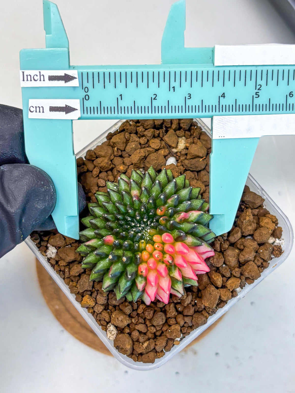 Gymnocalycium Inermis Cristata (gy2) (13) | Variegated Cactus
