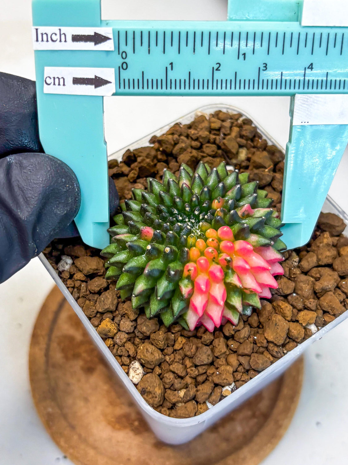 Gymnocalycium Inermis Cristata (gy2) (13) | Variegated Cactus