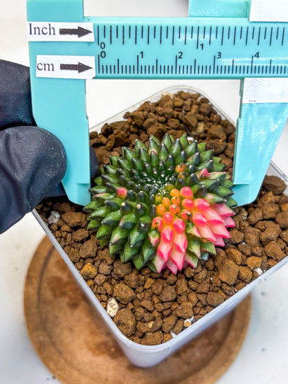 Gymnocalycium Inermis Cristata (gy2) (13) | Variegated Cactus