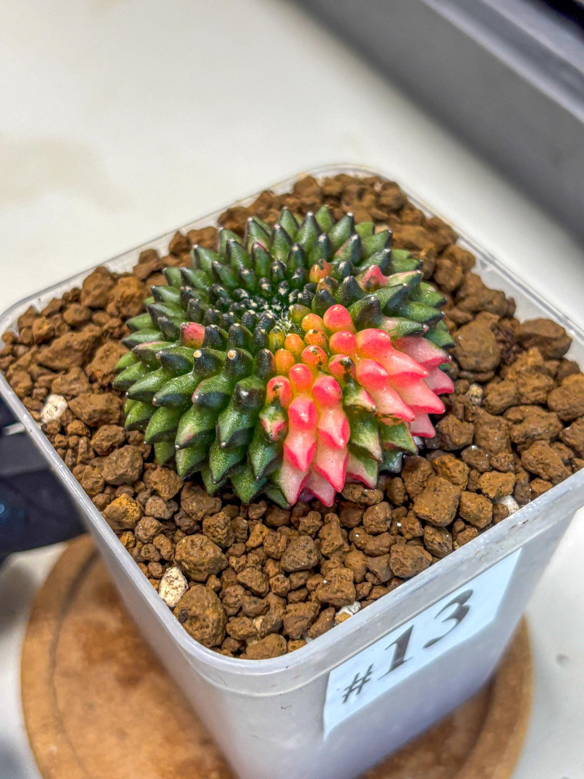 Gymnocalycium Inermis Cristata (gy2) (13) | Variegated Cactus