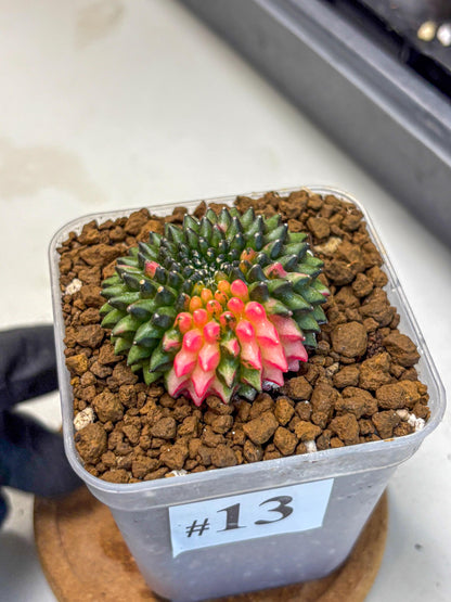 Gymnocalycium Inermis Cristata (gy2) (13) | Variegated Cactus