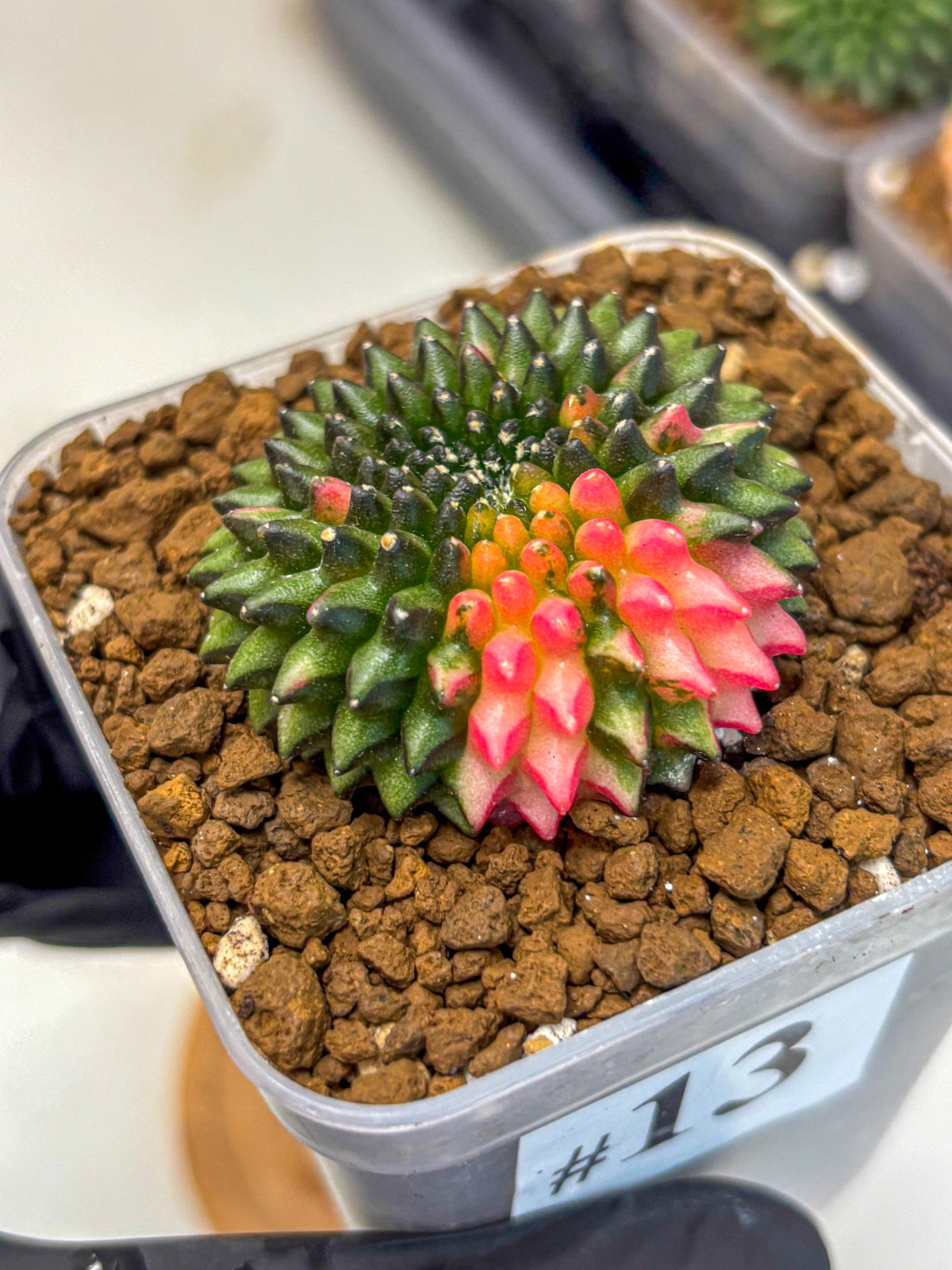 Gymnocalycium Inermis Cristata (gy2) (13) | Variegated Cactus