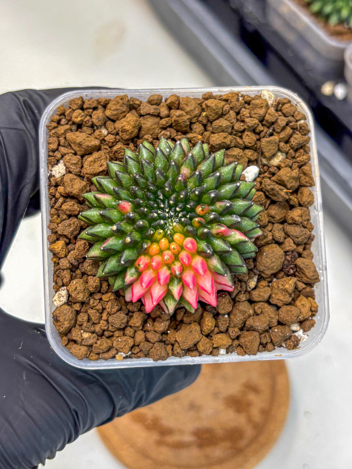 Gymnocalycium Inermis Cristata (gy2) (13) | Variegated Cactus
