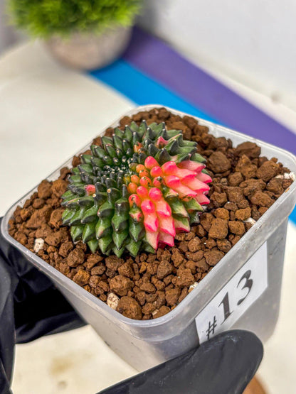 Gymnocalycium Inermis Cristata (gy2) (13) | Variegated Cactus