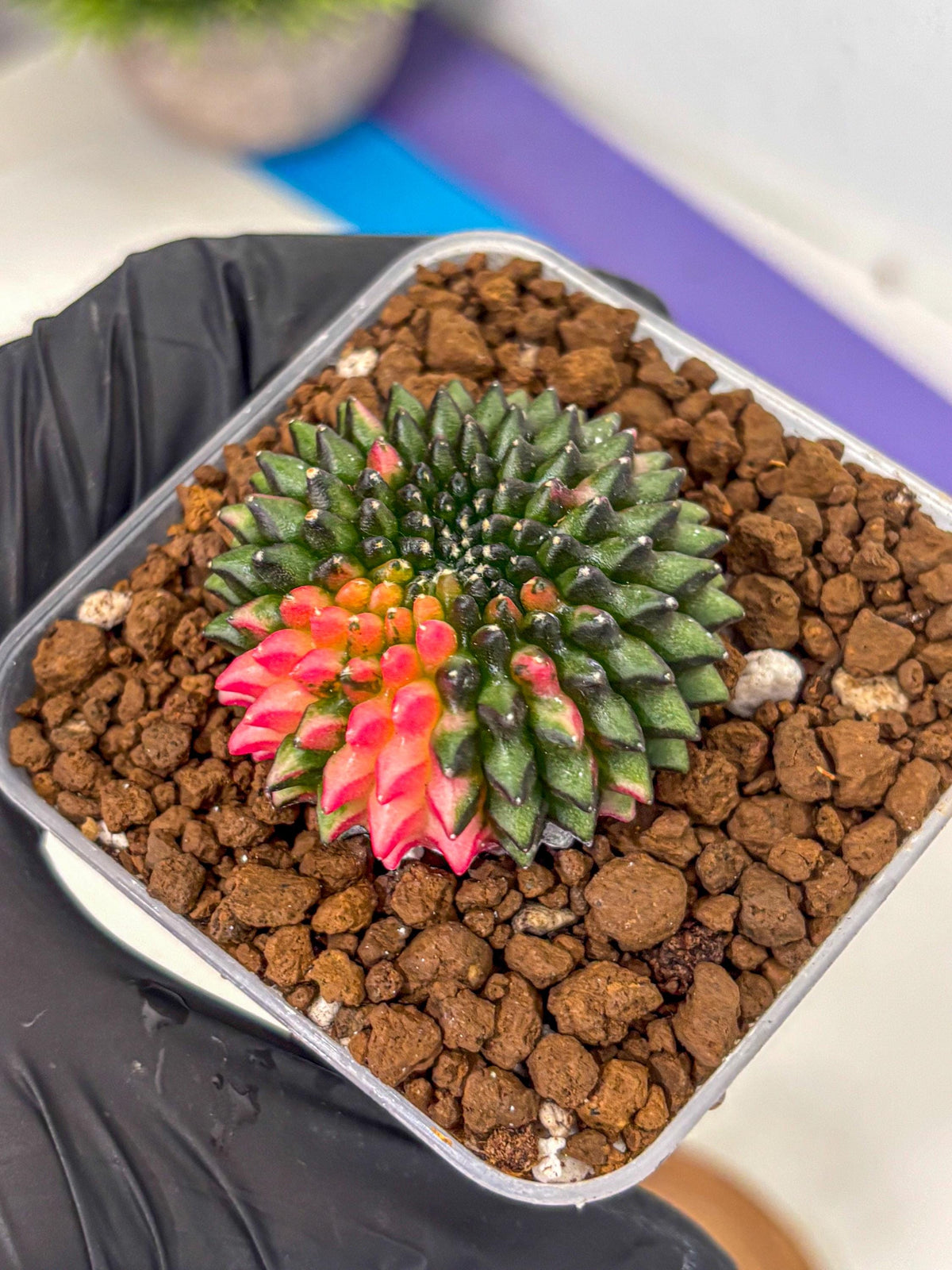 Gymnocalycium Inermis Cristata (gy2) (13) | Variegated Cactus