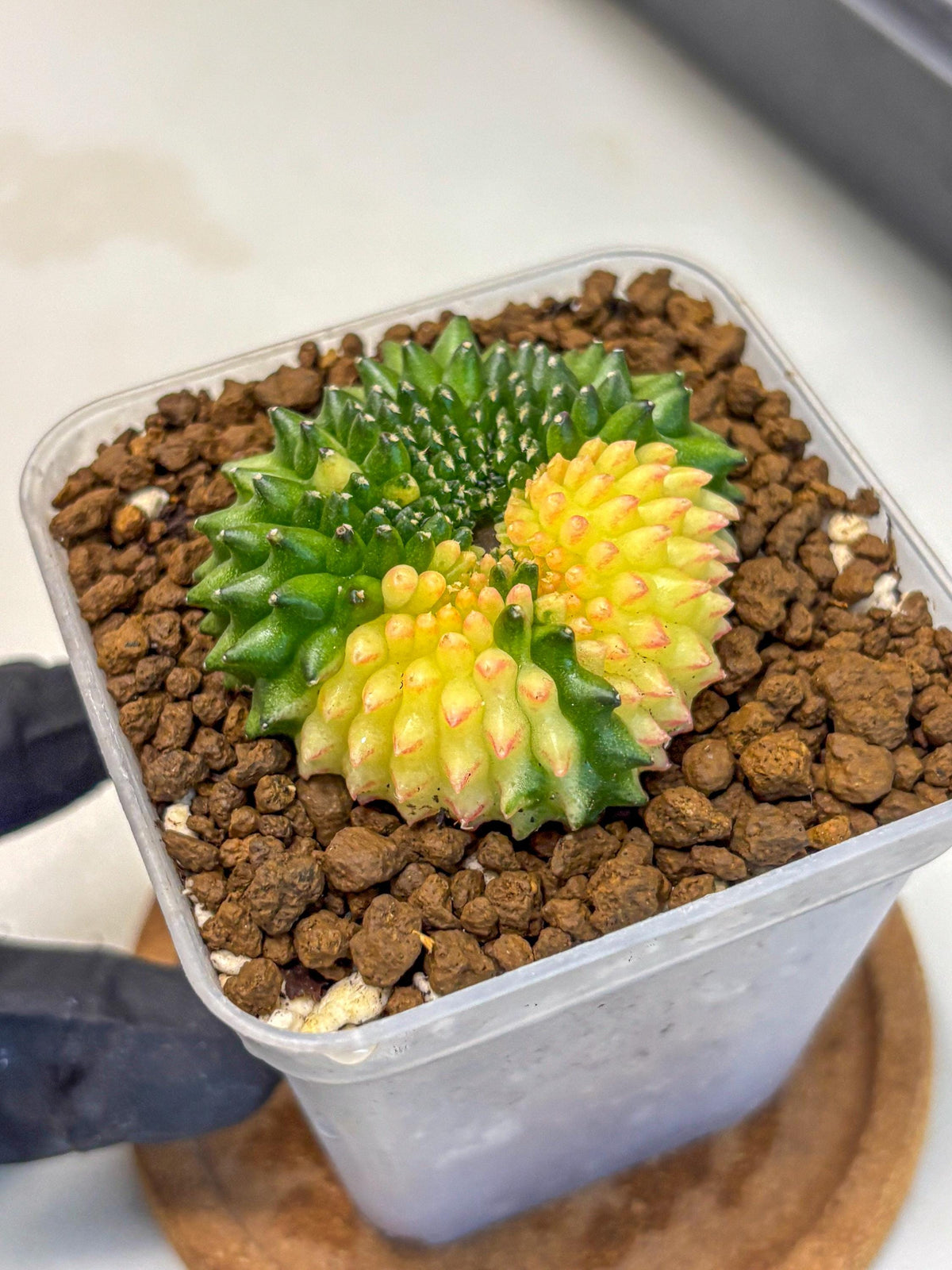 Gymnocalycium Inermis Cristata (gy2) (14) | Variegated Cactus