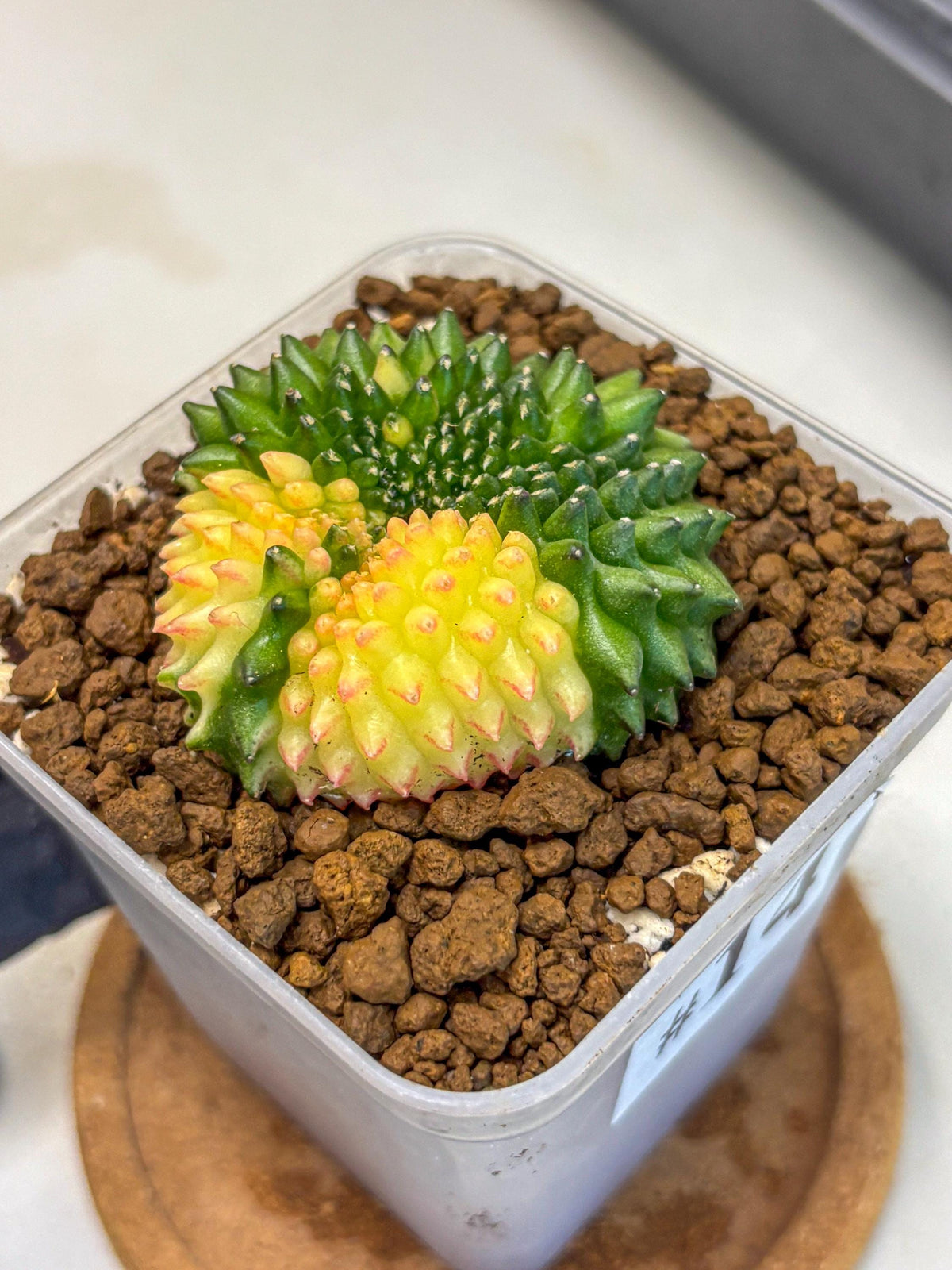 Gymnocalycium Inermis Cristata (gy2) (14) | Variegated Cactus