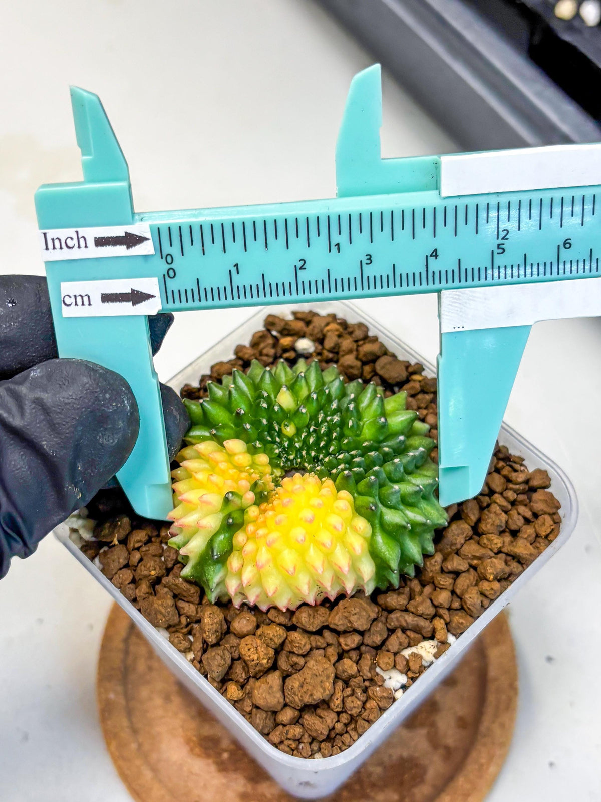 Gymnocalycium Inermis Cristata (gy2) (14) | Variegated Cactus