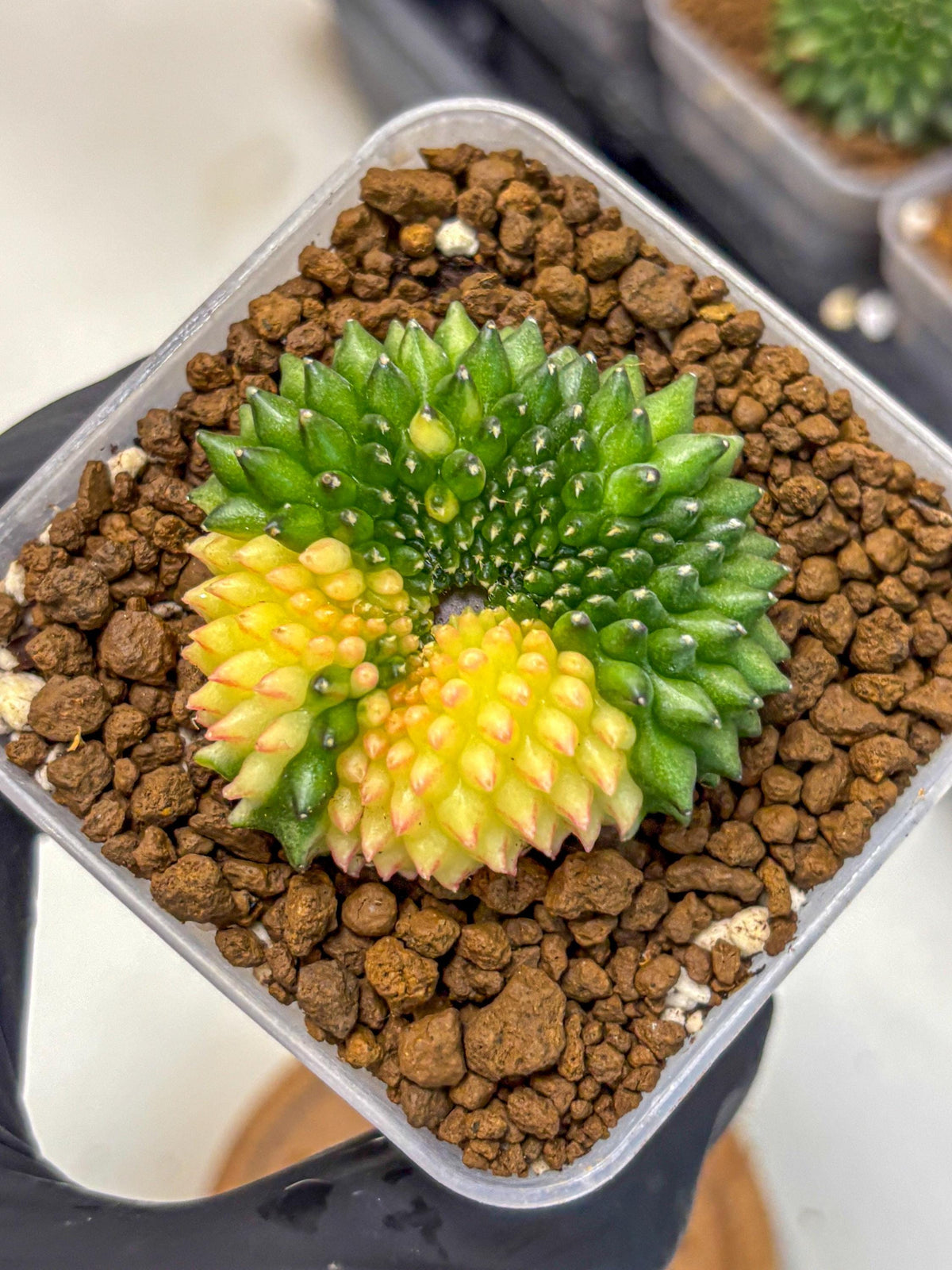 Gymnocalycium Inermis Cristata (gy2) (14) | Variegated Cactus