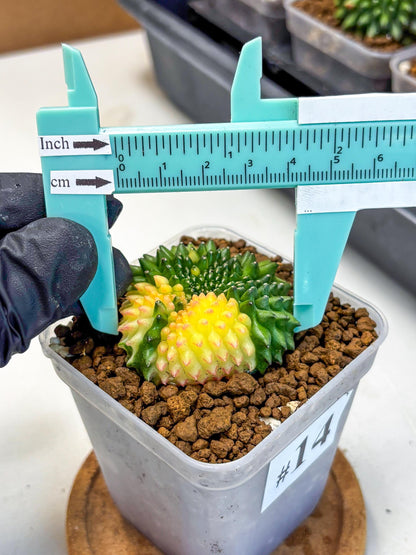 Gymnocalycium Inermis Cristata (gy2) (14) | Variegated Cactus