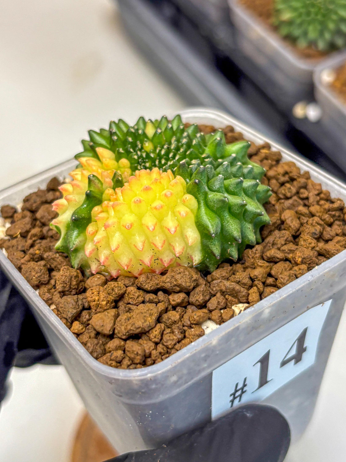 Gymnocalycium Inermis Cristata (gy2) (14) | Variegated Cactus