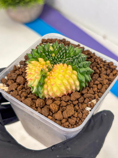 Gymnocalycium Inermis Cristata (gy2) (14) | Variegated Cactus