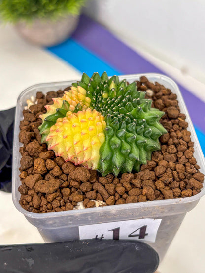 Gymnocalycium Inermis Cristata (gy2) (14) | Variegated Cactus