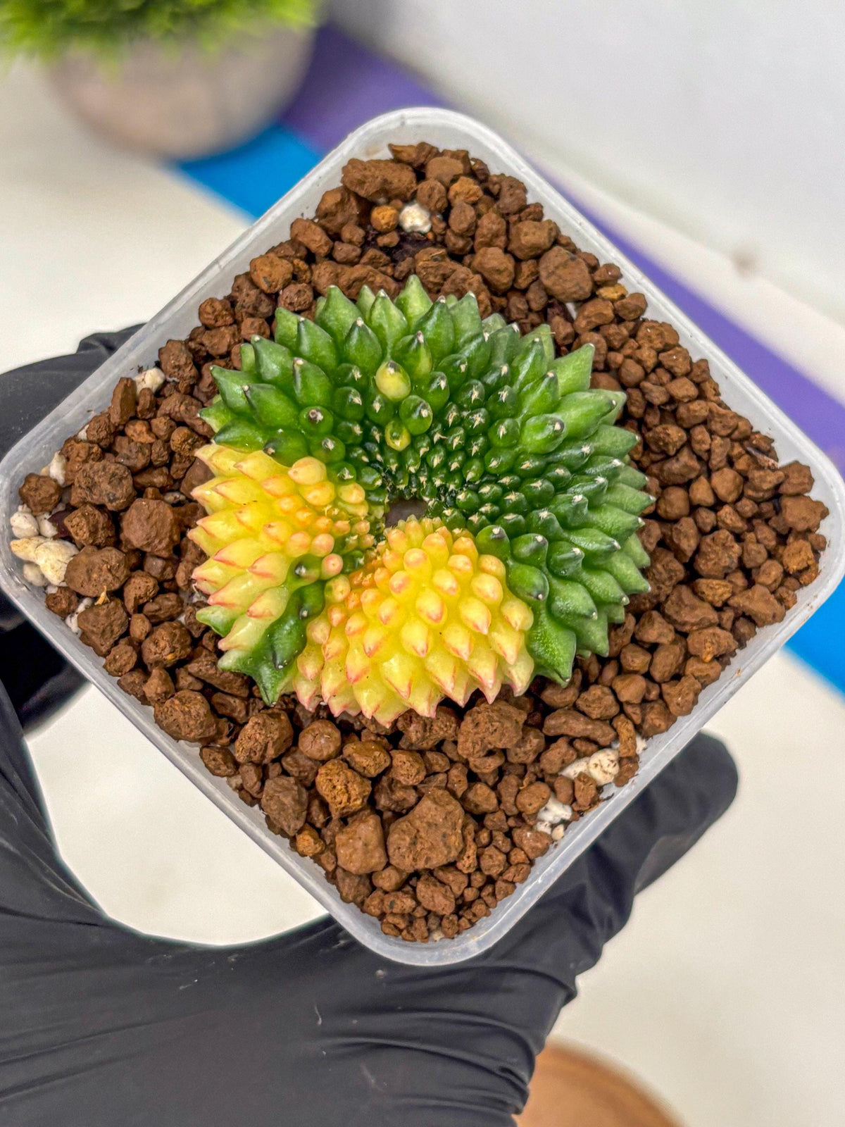 Gymnocalycium Inermis Cristata (gy2) (14) | Variegated Cactus