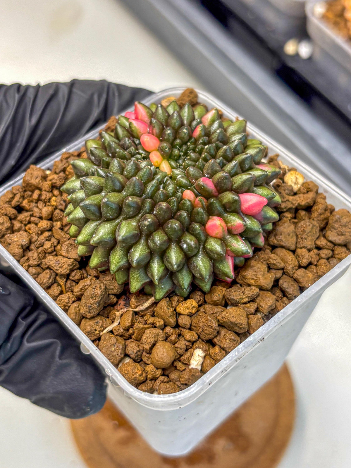 Gymnocalycium Inermis Cristata (gy2) (15) | Variegated Cactus