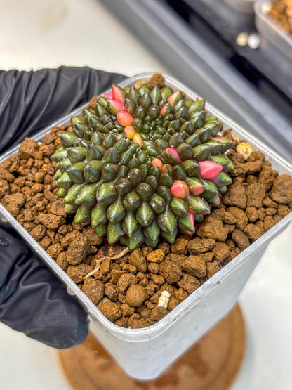 Gymnocalycium Inermis Cristata (gy2) (15) | Variegated Cactus