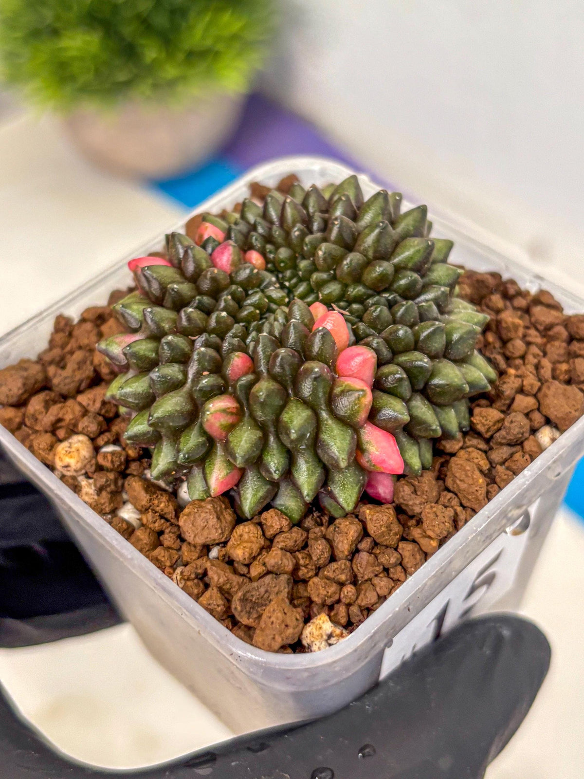 Gymnocalycium Inermis Cristata (gy2) (15) | Variegated Cactus