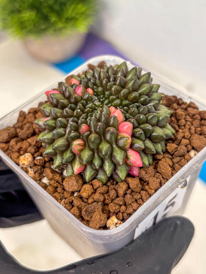 Gymnocalycium Inermis Cristata (gy2) (15) | Variegated Cactus