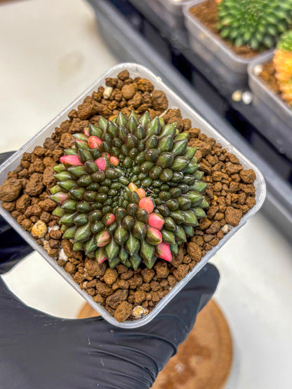 Gymnocalycium Inermis Cristata (gy2) (15) | Variegated Cactus