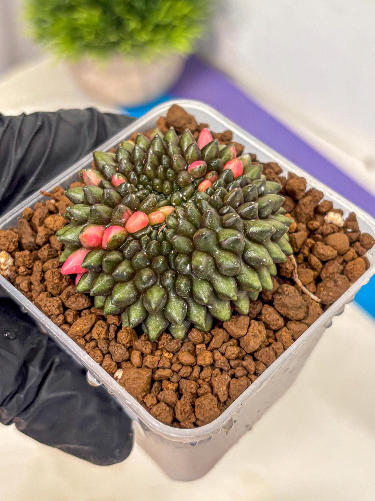Gymnocalycium Inermis Cristata (gy2) (15) | Variegated Cactus