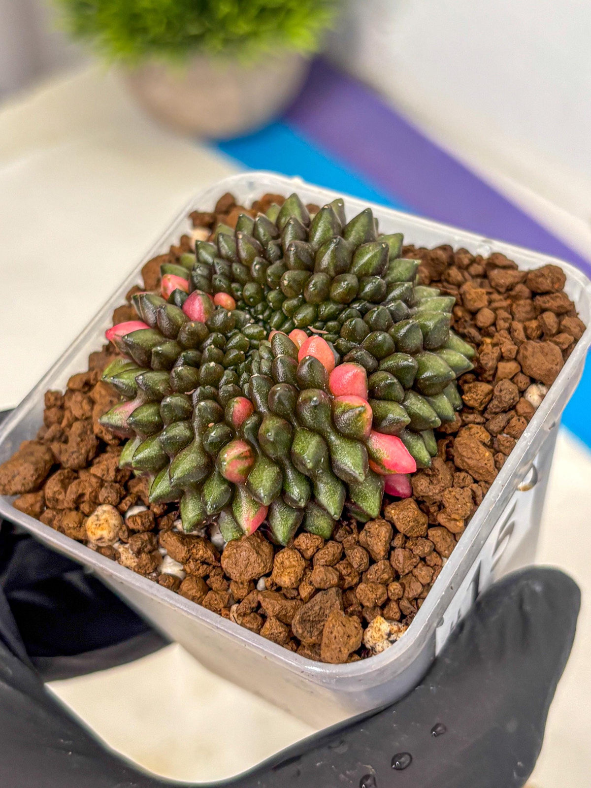 Gymnocalycium Inermis Cristata (gy2) (15) | Variegated Cactus