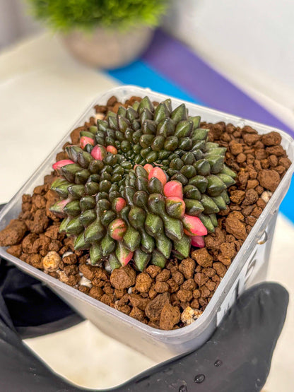 Gymnocalycium Inermis Cristata (gy2) (15) | Variegated Cactus