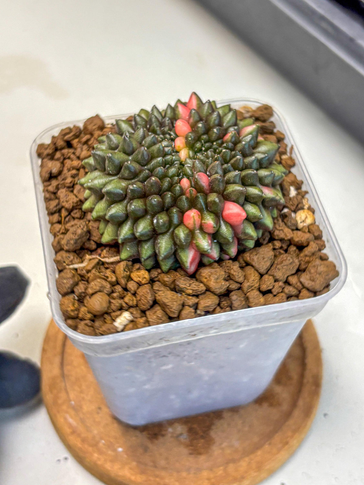 Gymnocalycium Inermis Cristata (gy2) (15) | Variegated Cactus