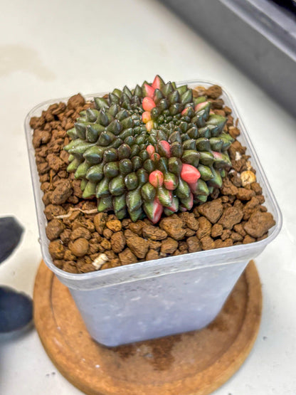 Gymnocalycium Inermis Cristata (gy2) (15) | Variegated Cactus