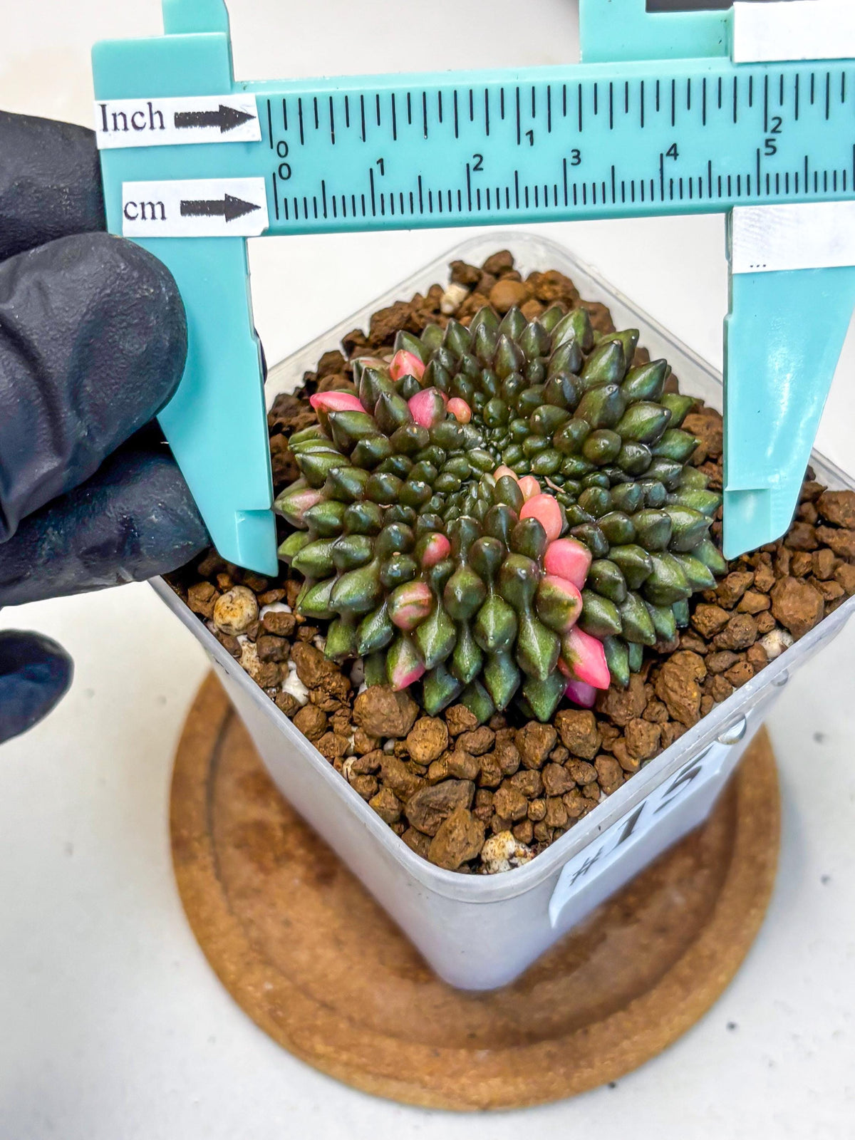 Gymnocalycium Inermis Cristata (gy2) (15) | Variegated Cactus