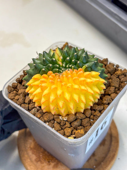 Gymnocalycium Inermis Cristata (gy2) (16) | Variegated Cactus