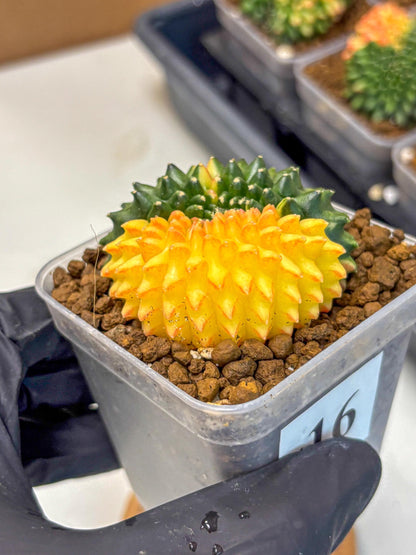 Gymnocalycium Inermis Cristata (gy2) (16) | Variegated Cactus