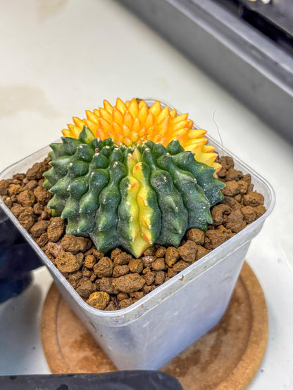 Gymnocalycium Inermis Cristata (gy2) (16) | Variegated Cactus