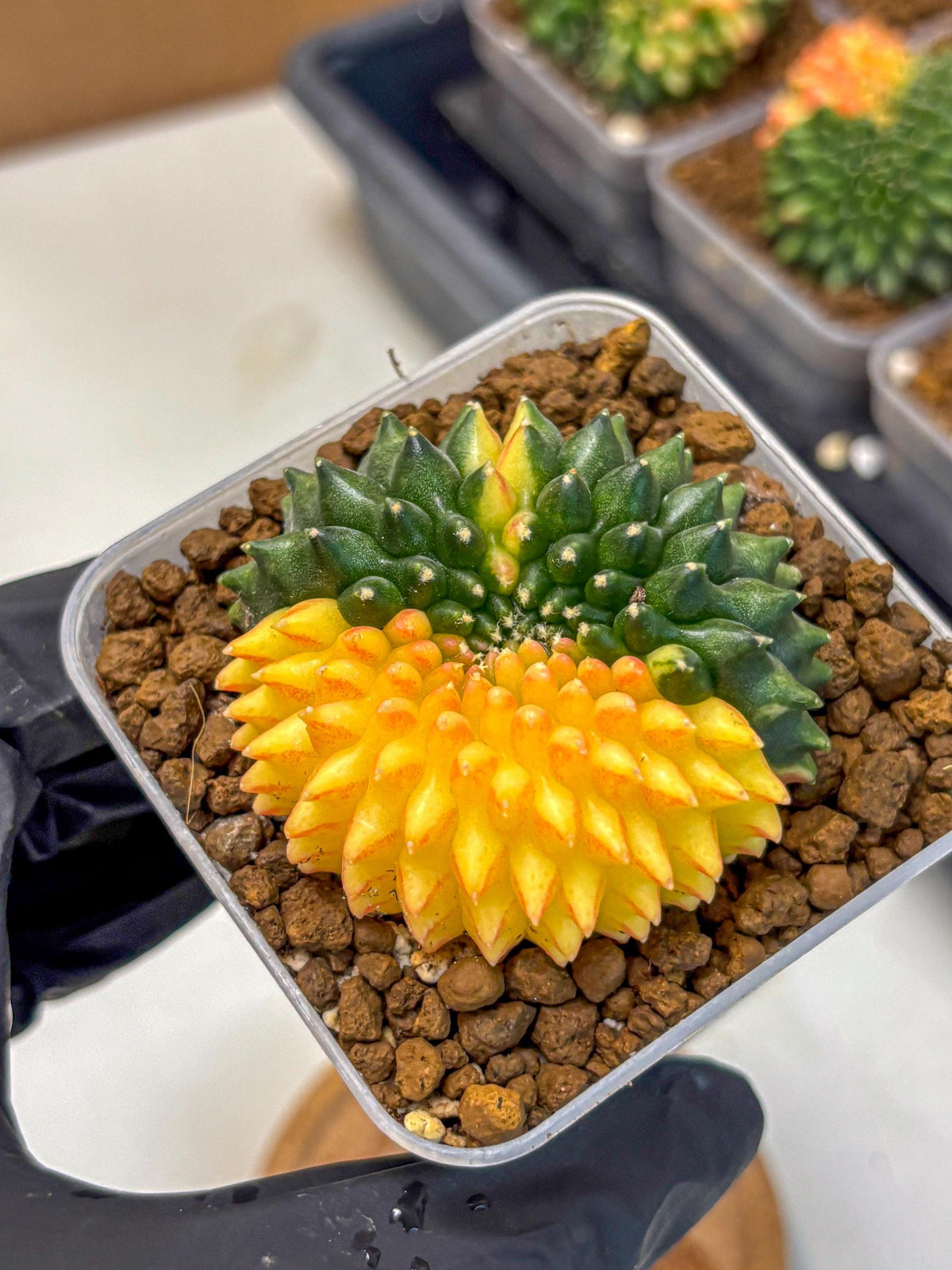 Gymnocalycium Inermis Cristata (gy2) (16) | Variegated Cactus