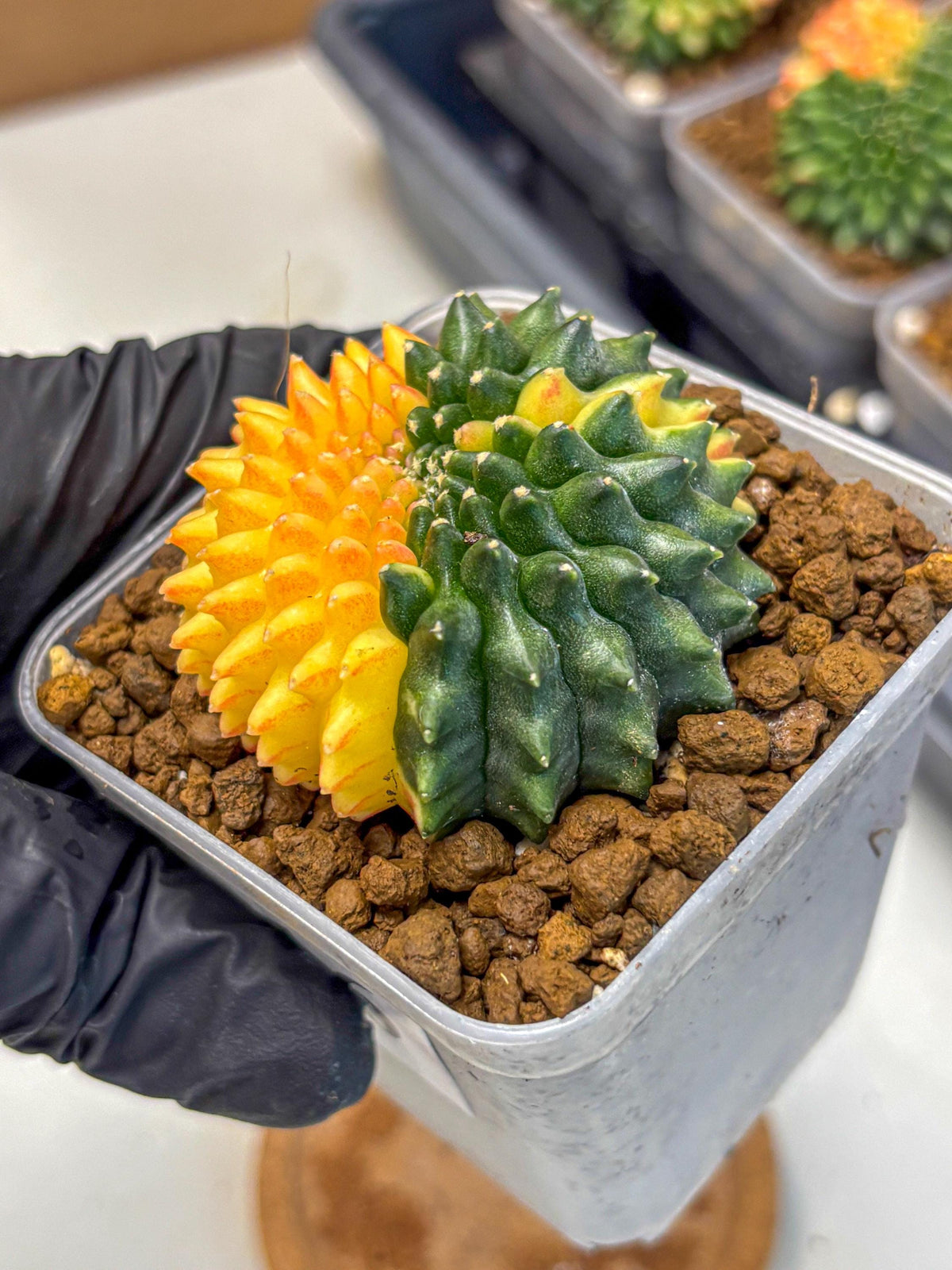 Gymnocalycium Inermis Cristata (gy2) (16) | Variegated Cactus