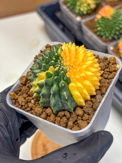 Gymnocalycium Inermis Cristata (gy2) (16) | Variegated Cactus