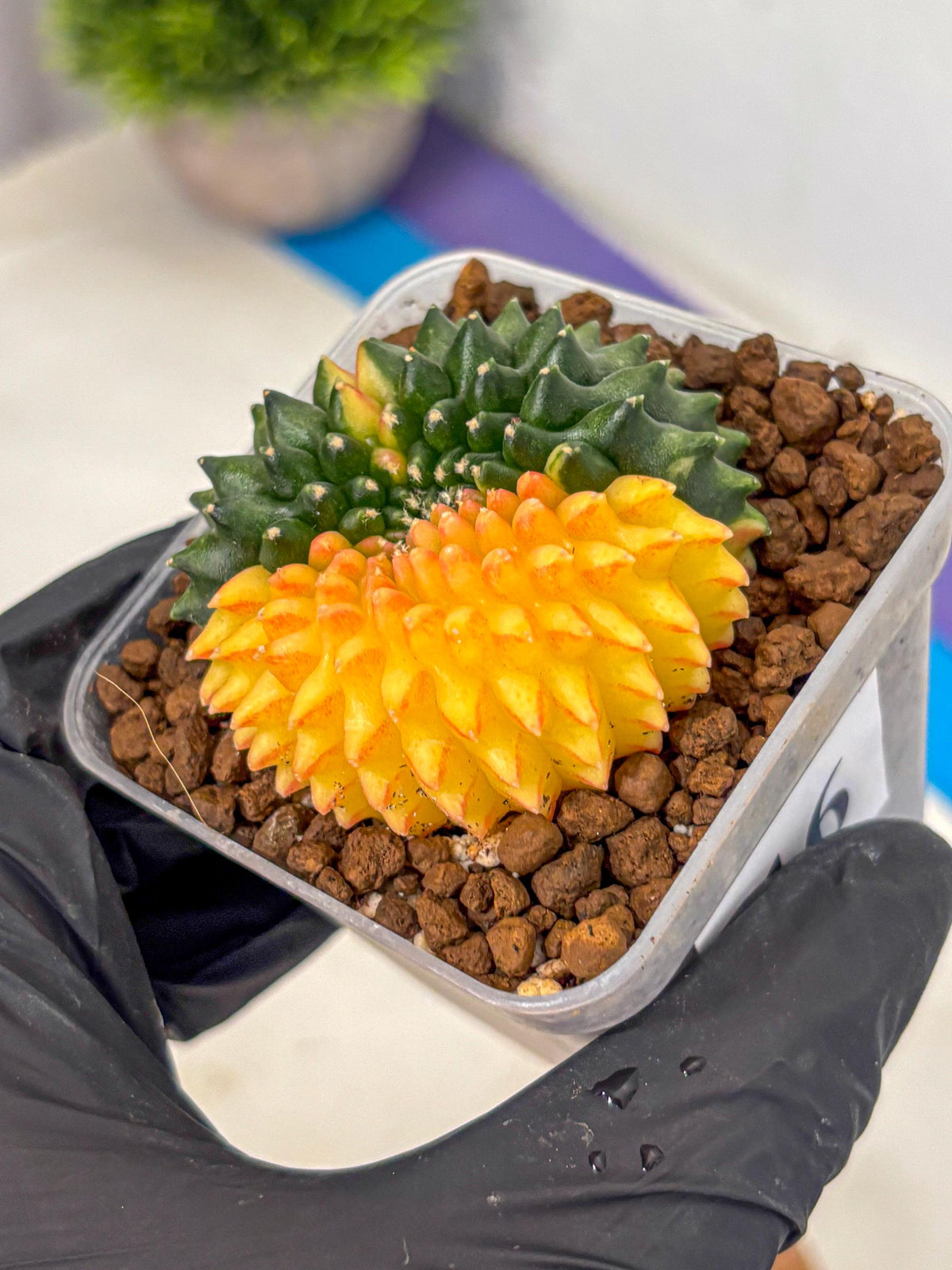 Gymnocalycium Inermis Cristata (gy2) (16) | Variegated Cactus