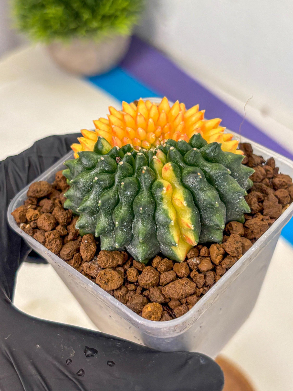 Gymnocalycium Inermis Cristata (gy2) (16) | Variegated Cactus