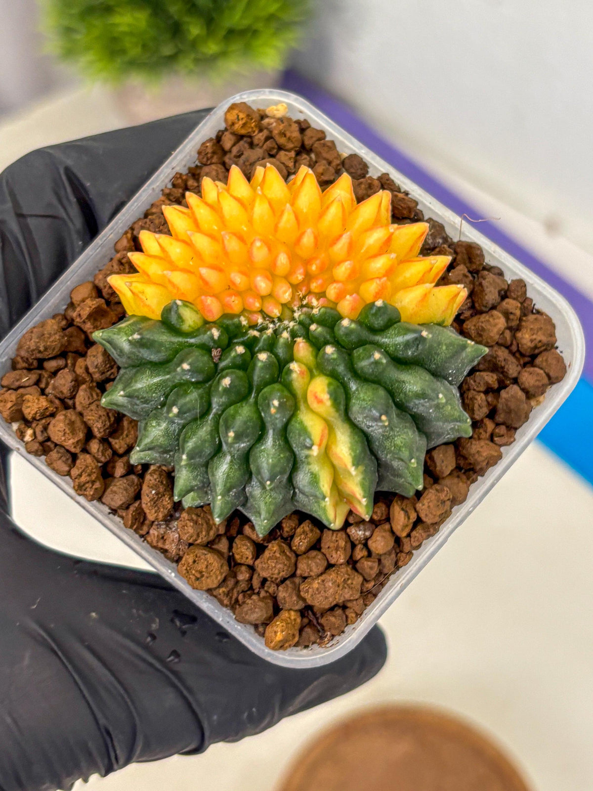 Gymnocalycium Inermis Cristata (gy2) (16) | Variegated Cactus