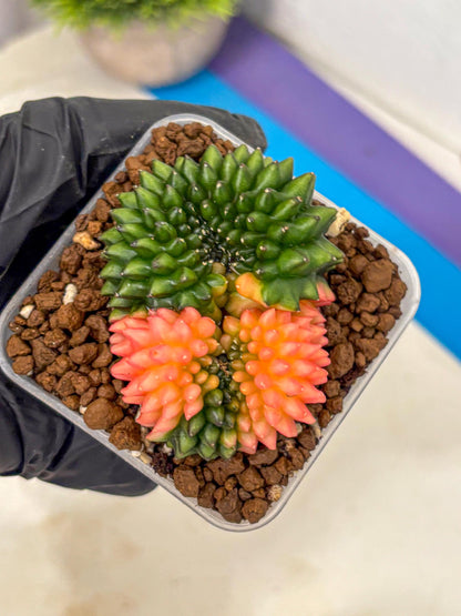 Gymnocalycium Inermis Cristata (gy2) (17) | Variegated Cactus
