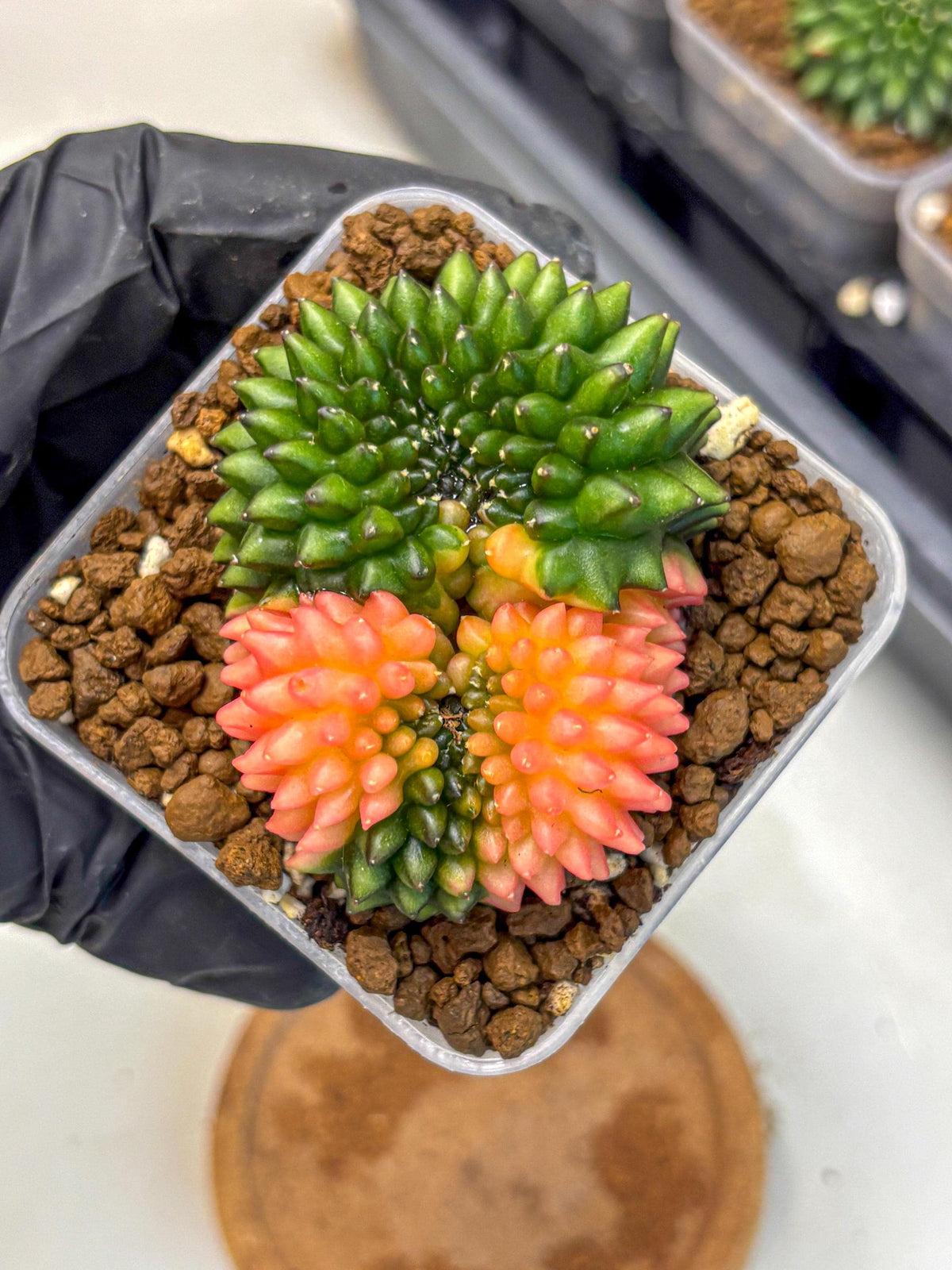 Gymnocalycium Inermis Cristata (gy2) (17) | Variegated Cactus