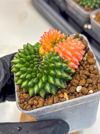 Gymnocalycium Inermis Cristata (gy2) (17) | Variegated Cactus