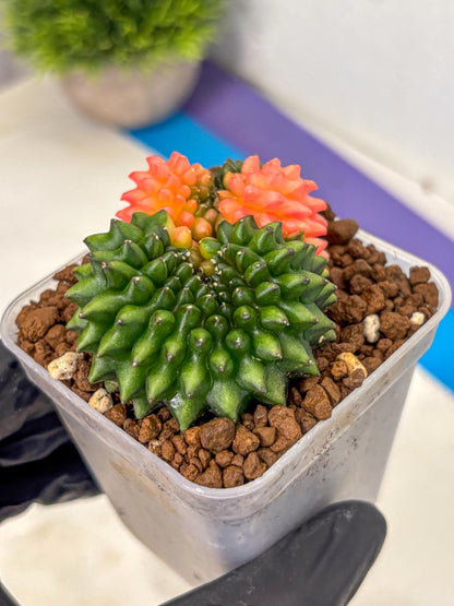 Gymnocalycium Inermis Cristata (gy2) (17) | Variegated Cactus