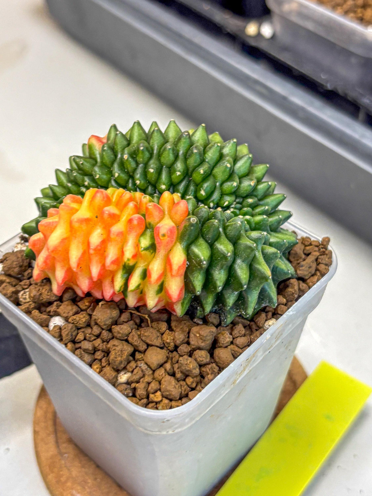 Gymnocalycium Inermis Cristata (gy2) (yy) | Variegated Cactus